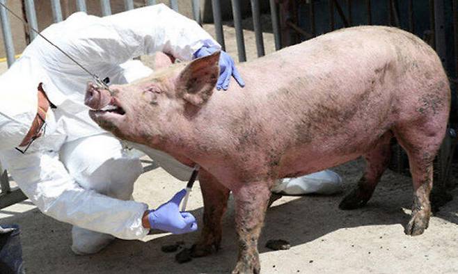 아프리카돼지열병(ASF) 검사를 위해 돼지 채혈을 하고 있는 모습 (사진=연합뉴스)