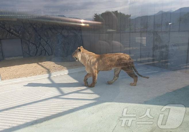부경동물원에 남아있던 사자의 모습(김해시 제공)