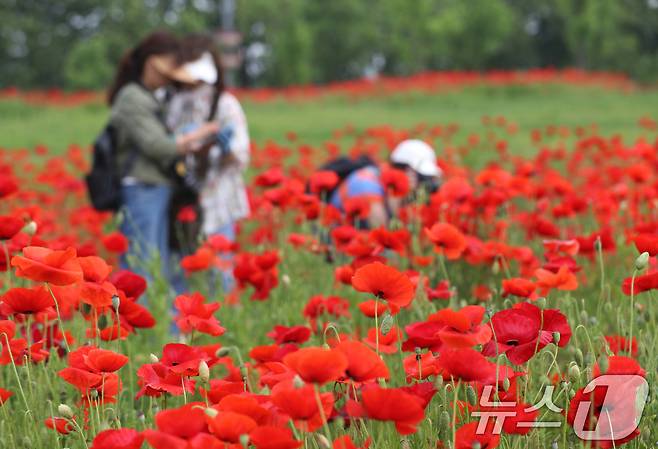 초여름 날씨를 보인 23일 오전 경기 수원시 권선구 탑동시민농장에 꽃양귀비가 활짝 피어있다. 2024.5.23/뉴스1 ⓒ News1 김영운 기자