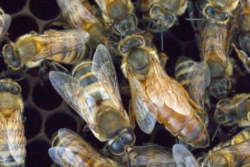 살인벌. 척박한 지대에도 살아남지만 극단적인 공격성으로 취급하기 어려운 꿀벌이다. 다만 최근에는 지속적인 교배와 개량을 통해 다소 공격성을 순화한 종도 존재한다. [이미지출처=연합뉴스]