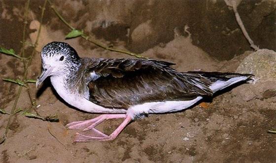 제주도와 전남 완도군이 해상경계를 놓고 법적 다툼을 벌이고 있는 사수도에 서식하는 슴새. 사진 문화재청