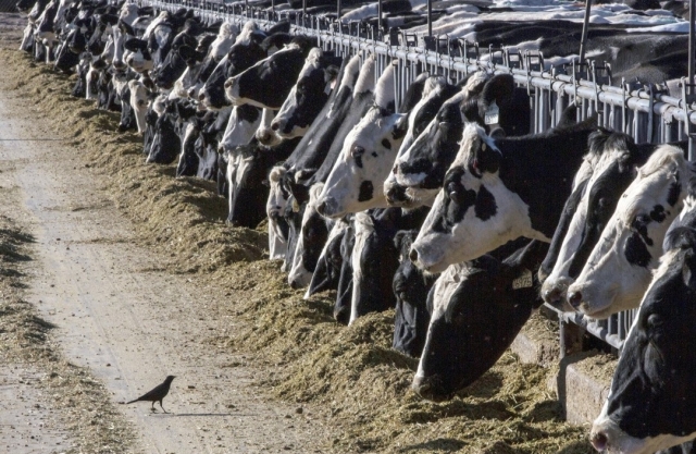미국 농장의 젖소들. AP연합뉴스