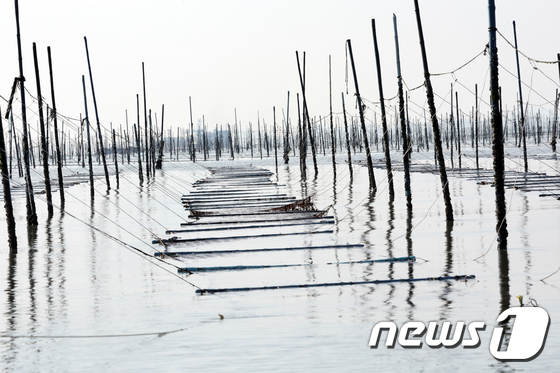 신안 압해도의 지주식 김양식장/뉴스1