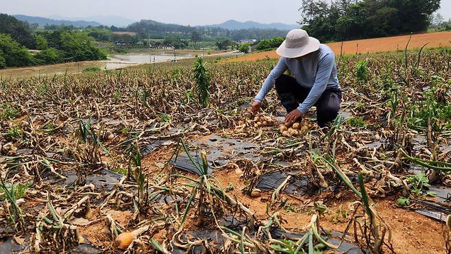 전남 무안군 무안읍의 양파밭에서 농민이 누렇게 변한 채 말라버린 양파들을 만져보고 있다. [연합]