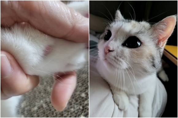 앞발 수염을 확인하다.