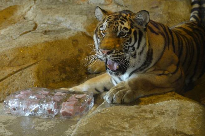 중국 랴오닝성 선양의 한 동물원에서 호랑이가 얼음 덩어리에 든 음식을 먹고 있다. (사진=AFP)