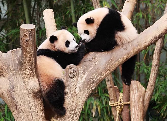 국제 생물다양성의 날인 22일 오전 경기도 용인시 에버랜드에서 쌍둥이 판다 루이바오와 후이바오가 나무 위에 올라가 있다. / 연합뉴스
