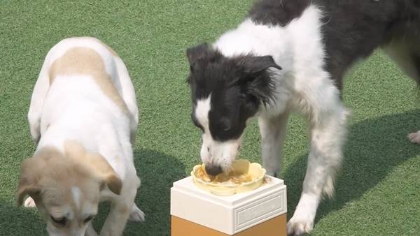 방송인 전현무가 유기견 구조 및 봉사 활동으로 인연을 맺은 귀여운 ‘무패밀리’와 시간을 보내는 모습이 공개된다. / 사진 = MBC