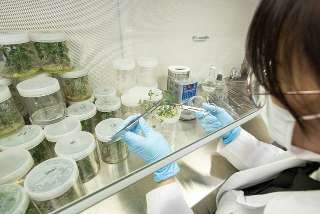 농촌진흥청 국립식량과학원 고령지농업연구소에서 감자 기본종-기본식물을 생산하고 있다. 농진청