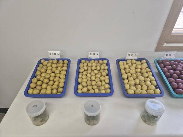 농촌진흥청이 최근 개발한 신품종 씨감자.