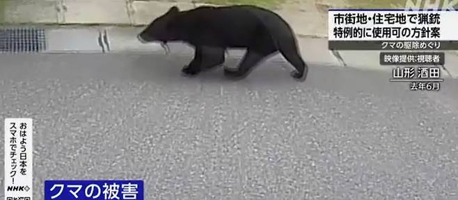 일본의 한 주택가에 나타난 곰. NHK방송 화면 캡처