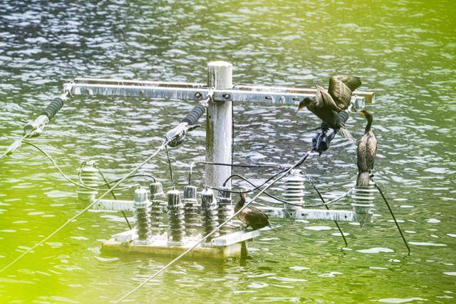 전북 군산시의 한 저수지의 수몰된 전신주에서 민물가마우지 두 마리가 22일 휴식을 취하고 있다.