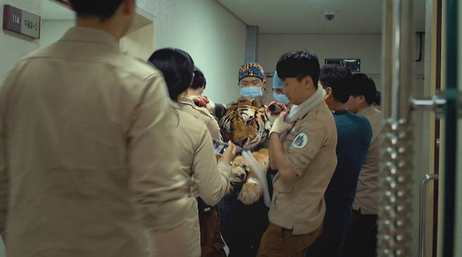 2018년 호랑이 ‘박람이’는 척추디스크 수술을 받다가 심정지로 스무 해의 삶을 마감했다. 박람이는 동물원의 좁은 호랑이사에서 평생을 지낸 억류 동물이었다. 사진은 영화 <동물, 원> 스틸 이미지. 시네마달 제공