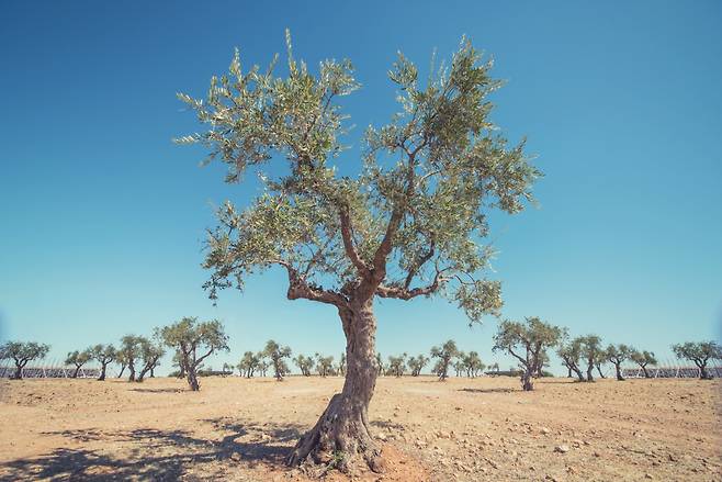 올리브 나무. [123rf]