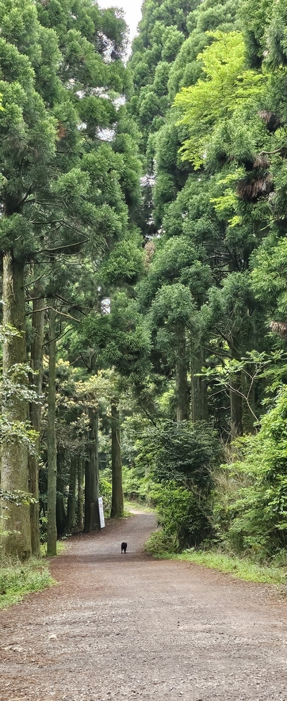 2017년 산림청이 주관한 제17회 아름다운 숲 전국대회 아름다운 생명상(대상)을 받은 서귀포 치유의 숲 ‘엄부랑숲’길 저 멀리서 들개가 걸어가고 있다. 제주 강동삼 기자