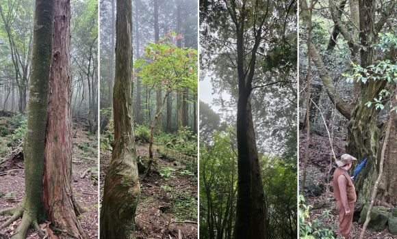 서귀포 치유의 숲 시오름 가는 길목에서 만나는 특이한 나무들. 산책길에서 연리목들을 많이 만날 수 있따. 오른쪽 사진은 해설사가 서어나무를 설명하는 모습. 제주 강동삼 기자