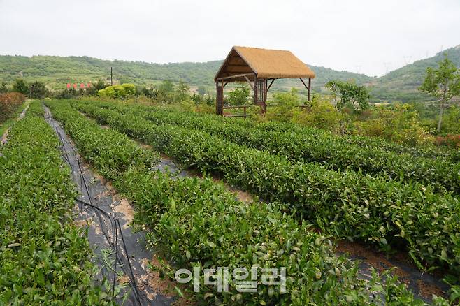 중국 산둥성 르자오 지역에 조성된 산둥루쿠이차업유한공사의 차 마을 전경. (사진=이데일리 이명철 특파원)