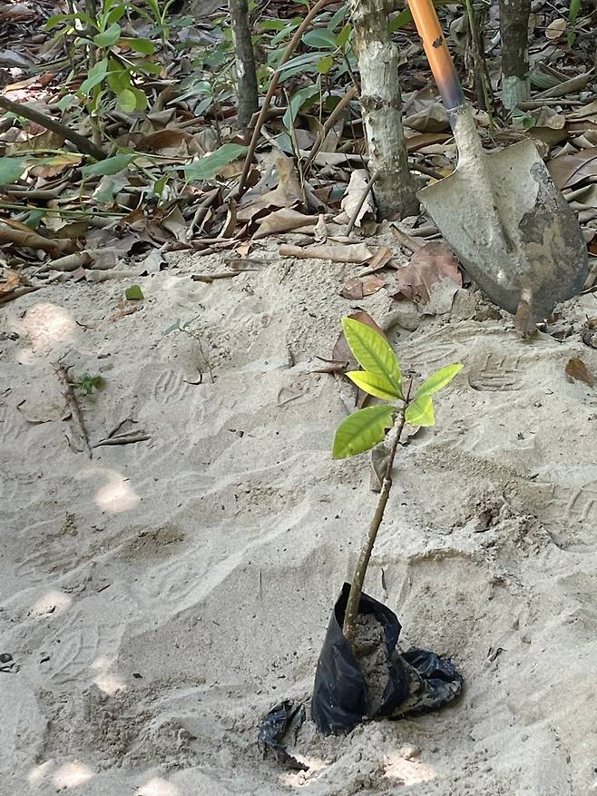 팔라완 맹그로브 숲에서 맹그로브 묘목 심기 체험을 할 수 있다. 이혜원 동아닷컴 기자 hyewon@donga.com