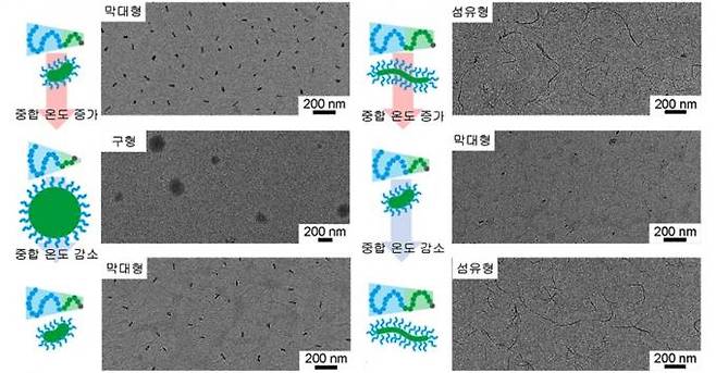 중합과 해중합에 따른 고분자 나노구조체 형상의 가역적 변화. (왼쪽)막대형-원형-막대형 (오른쪽)섬유형-막대형-섬유형. 변하는 고분자 길이에 의해 발생하는 나노구조 형상이 가역적으로 조절된 모습. KAIST
