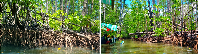 사방 맹그로브 숲 / 사진=김혜성 여행+ 기자