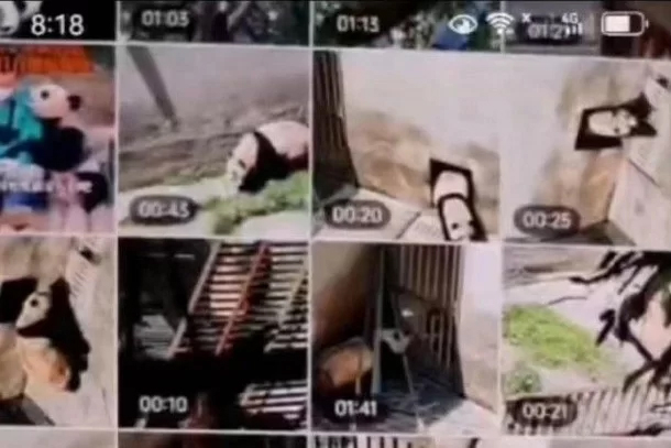 최근 웨이보에 푸바오로 추정되는 판다를 가까이서 몰래 촬영한 영상이 대거 공개돼 비공개 접객 논란이 일었다. /사진=중국 웨이보 갈무리