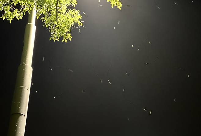 서울 망원한강공원 깔따구 떼 (서울=연합뉴스) 최윤선 기자 = 24일 오후 서울 마포구 망원한강공원 일대 가로등 주변에서 깔따구 떼가 날아다니고 있다. 기둥에도 일부 붙어 있다. 2024.5.24 ysc@yna.co.kr