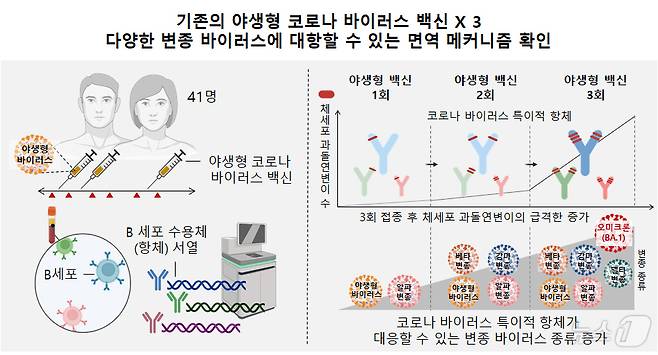 기존의 야생형 코로나 바이러스 백신X3이 다양한 변종 바이러스에 대항할 수 있는 면역 메커니즘 확인(서울대학교병원 제공)
