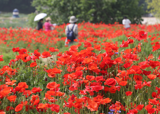 Red poppies fill Suwon Tap-dong Citizen's Farm's gardens in late spring. [NEWS1]