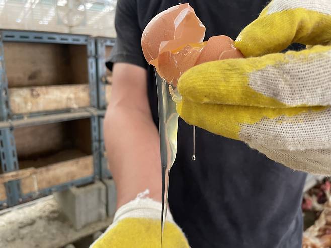 자연방사한 닭이 낳은 달걀. 농장 관계자는 “흰자가 젤리같은 모습을 띠고 있으면 품질이 높은 달걀”이라고 설명했다. 전새날 기자