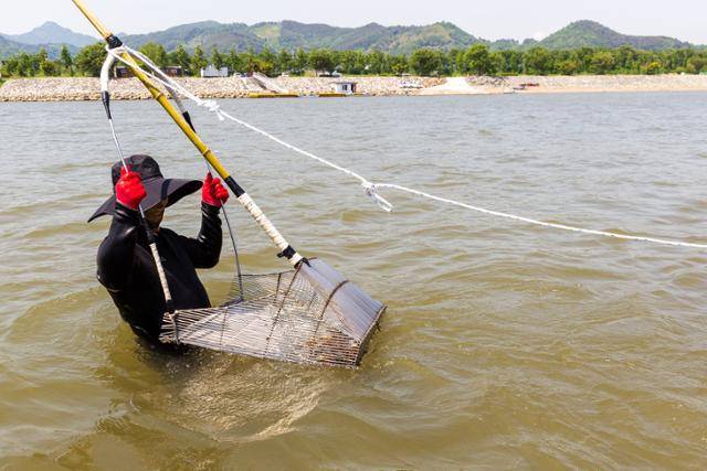 하동 주민이 섬진강 하구에서 거랭이로 재첩을 잡고 있다. 6월 14~16일 열리는 '섬진강문화재첩축제’에서 전통 '손틀어업'을 체험할 수 있다. 한국관광공사 제공