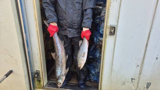 지난 21일 서낙동강어촌계원이 강준치 등 포획한 유해 어종을 들어 보이고 있다. 김민주 기자