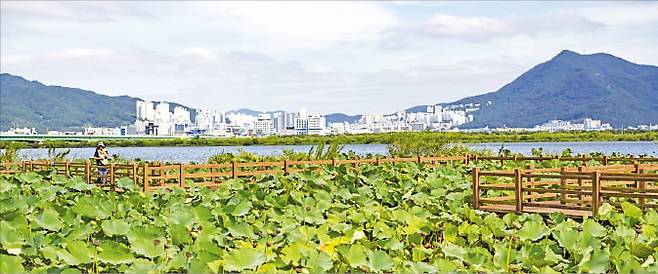 낙동강 하구 맥도 생태공원.  부산시 제공