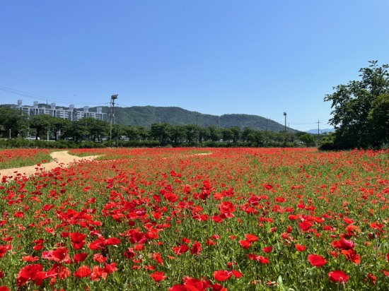 동부사적지 주변에 꽃양귀비를 비롯한 계절 꽃이 만개한 모습.[경주시 제공]