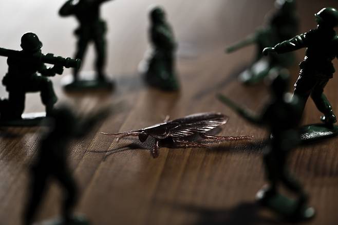 바퀴벌레 배설물에 있는 단백질이 알레르기를 유발할 수 있다. [사진= 게티이미지뱅크]