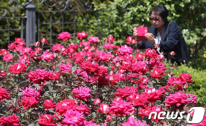 29일 대전·충남은 아침 기온이 평년보다 낮아 쌀쌀할 것으로 예보됐다.  대전 한밭수목원 장미원에서 한 시민이 활짝 핀 장미꽃을 스마트폰으로 사진을 찍고 있다. /뉴스1 ⓒ News1 주기철 기자