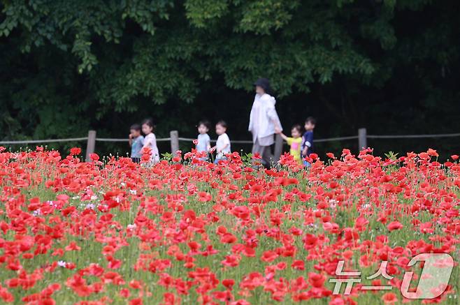 28일 경남 함양군 상림공원을 찾은 어린이들이 양귀비꽃을 구경하며 즐거운 시간을 보내고 있다. (함양군 김용만 제공) 2024.5.28/뉴스1