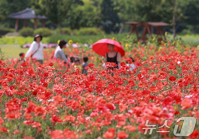 28일 경남 함양군 상림공원을 찾은 어린이들이 양귀비꽃을 구경하며 즐거운 시간을 보내고 있다. (함양군 김용만 제공) 2024.5.28/뉴스1