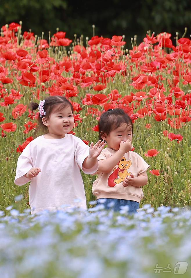 28일 경남 함양군 상림공원을 찾은 어린이들이 양귀비꽃을 구경하며 즐거운 시간을 보내고 있다. (함양군 김용만 제공) 2024.5.28/뉴스1