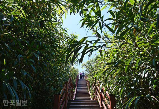 덕봉산 꼭대기로 오르는 탐방로에 대숲이 터널을 이루고 있다.