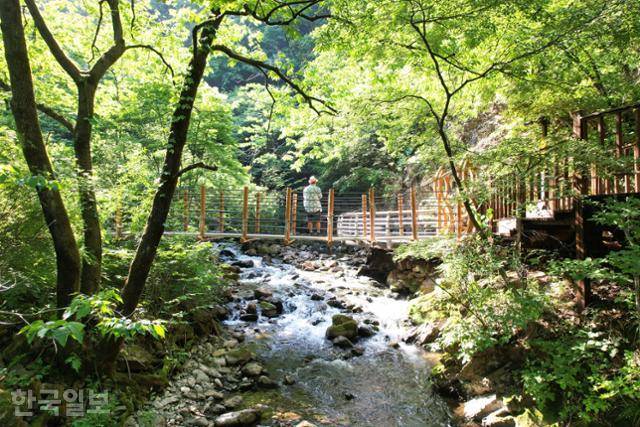 국내 유일 민물김 자생지인 소한계곡. 물에 발을 담그지 못하지만 서늘한 기운이 계곡을 감싸고 있다.