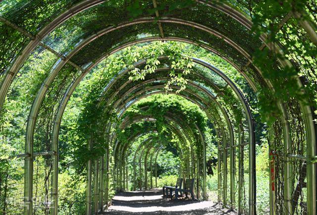 소한계곡 생태탐방로의 으름덩굴 터널.