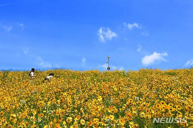 [수원=뉴시스] 김종택 기자 = 화창한 날씨를 보인 27일 경기도 수원시 장안구 광교저수지 둘레길에서 시민들이 노랗게 물든 금계국을 감상하며 추억을 남기고 있다. 2024.05.27. jtk@newsis.com