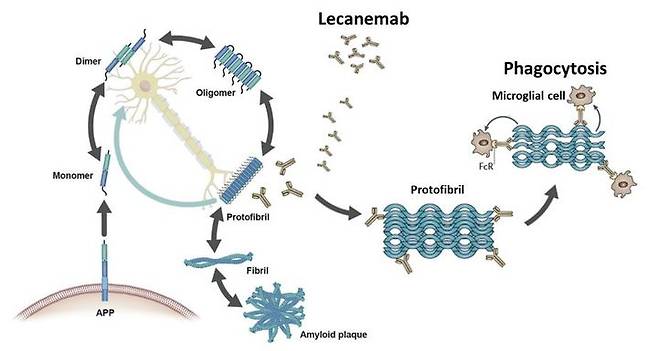 [서울=뉴시스] 레켐비 작용 기전. (사진=한국에자이 제공) 2024.05.29. photo@newsis.com *재판매 및 DB 금지