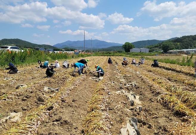 [창녕=뉴시스] 대합면의 농촌 일손돕기를 하고 있다. (사진=창녕군 제공) 2024.05.29. photo@newsis.com *재판매 및 DB 금지