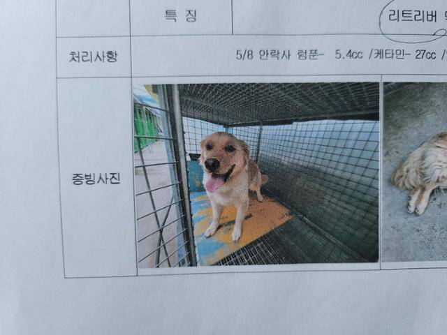 부산 사상구의 유기동물보호소에서 들개라는 이유로 공고 절차도 없이 안락사된 리트리버. 비글구조네트워크 제공