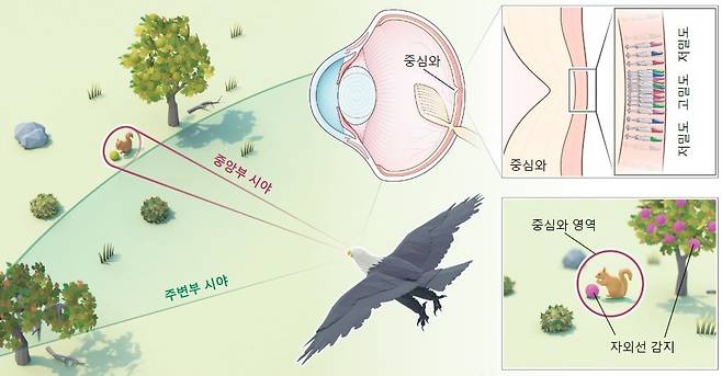 새 눈의 구조와 특징.[IBS 제공]