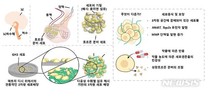 [광주=뉴시스] 말단비대증 치료 뇌하수체 종양모델 개발 개요. (사진=광주과학기술원 제공) 2024.05.30. photo@newsis.com