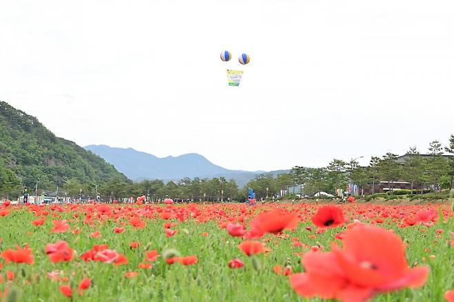 주왕산관광단지에 있는 꽃양귀비가 개화하기 시작했다.