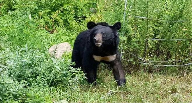 [서울=뉴시스] 지난 2018년 앞다리 골절 수술 후 재활 중인 반달가슴곰 KM-53. (사진=국립공원공단 제공) 2023.06.14. photo@newsis.com *재판매 및 DB 금지