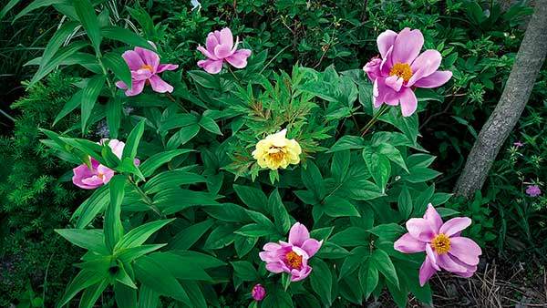 작약과 모란(가운데 노란색 꽃). 약용식물로 재배되었던 작약은 거대하면서도 우아한 꽃으로 세계적인 스타 관상식물이 되었다. 모란은 예부터 부귀와 영화를 상징적으로 표현하는 꽃이었다.
